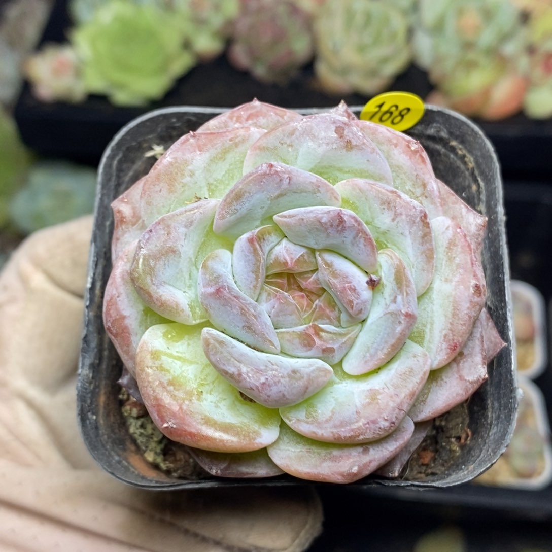 特价福利一物一拍168