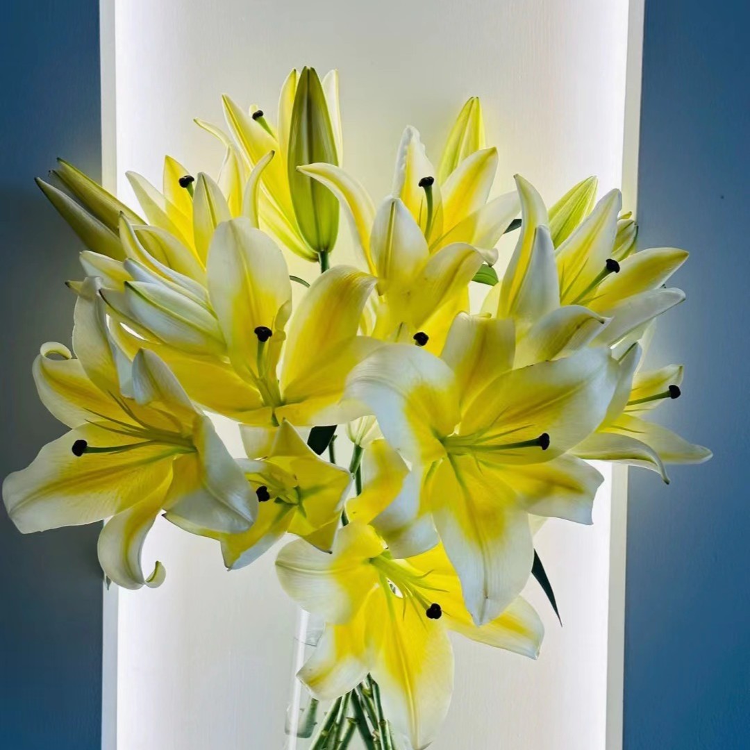 A级浓香型【黄天霸】香水百合 大气优雅