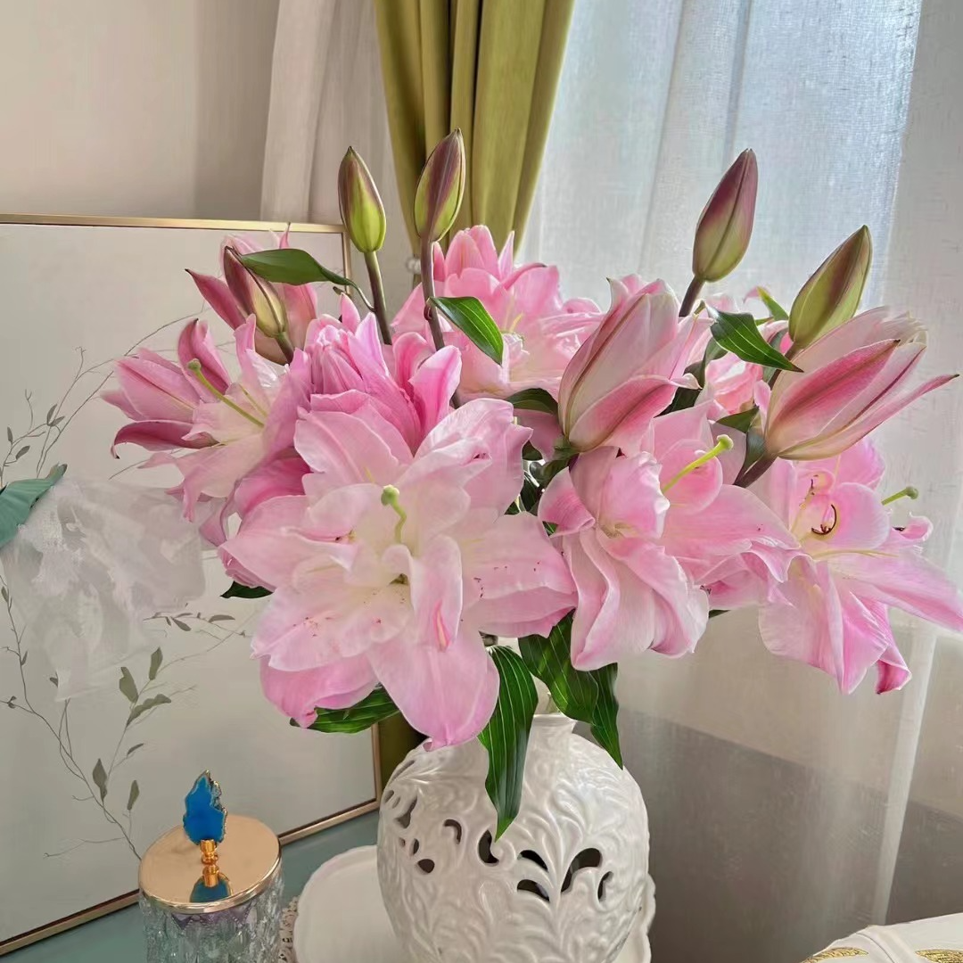 种业 双钻 重瓣香水百合