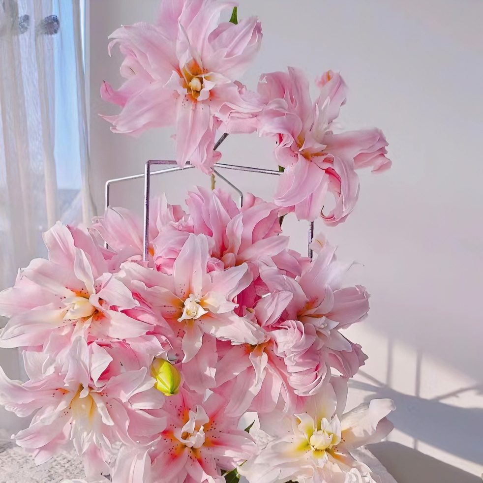 A级【戴安娜】重瓣香水百合美观