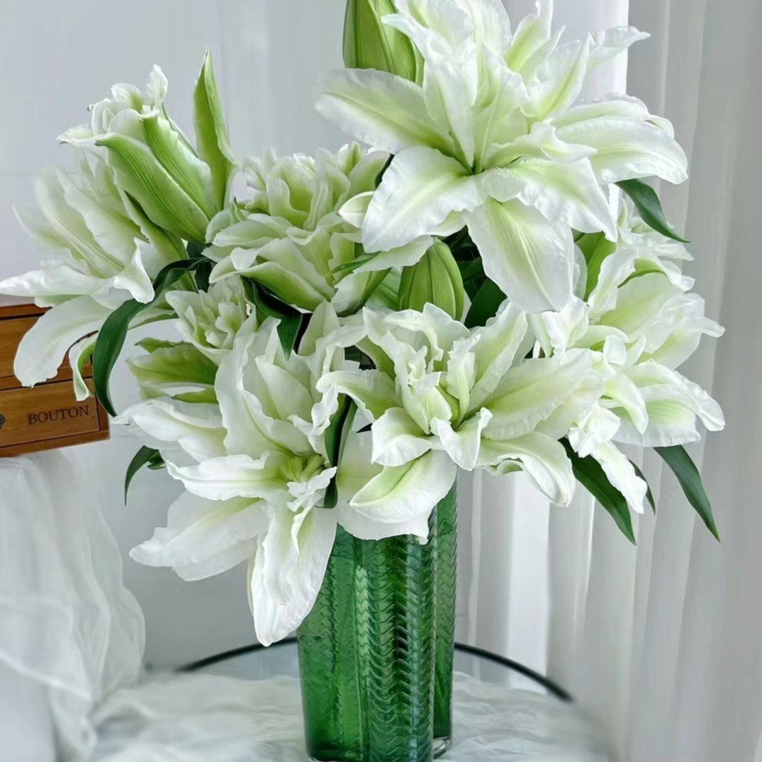 种业 【艾莎】重瓣香水百合 浪漫之星