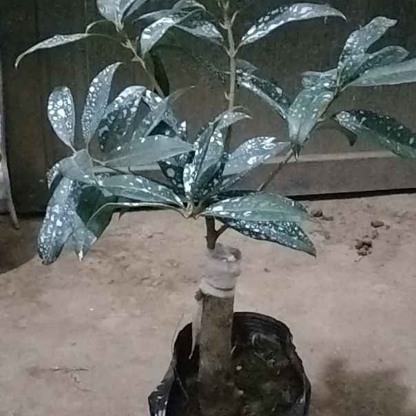 桂花十里飘香八月浓味很香