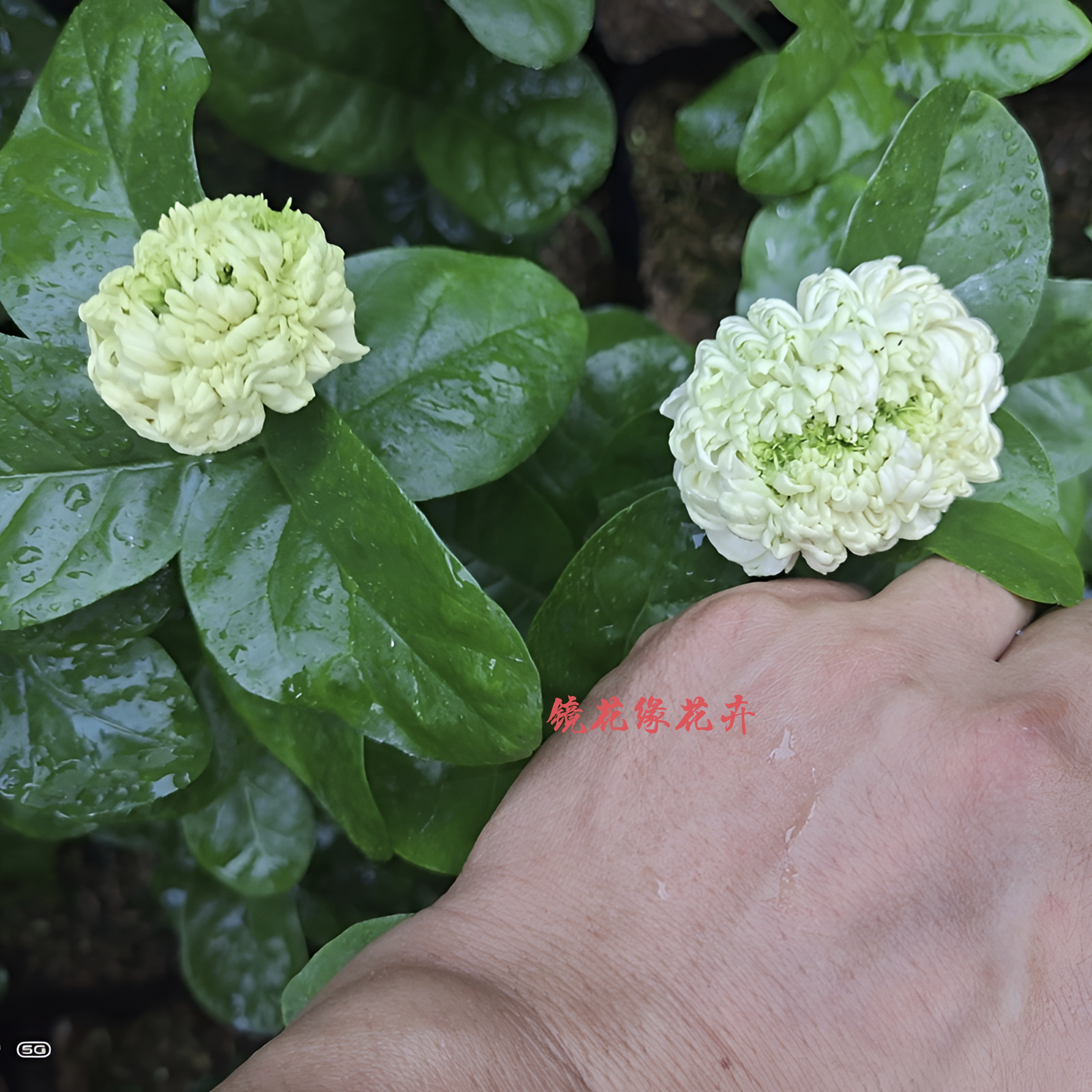 正宗圆叶大花浓香重瓣虎头茉莉一物一拍原盆原土包邮包对版