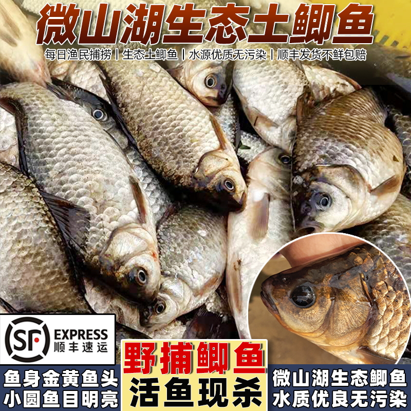 顺丰微山湖大鲫鱼新鲜活鱼现杀淡水小鲫瓜子孕产妇下奶月子汤