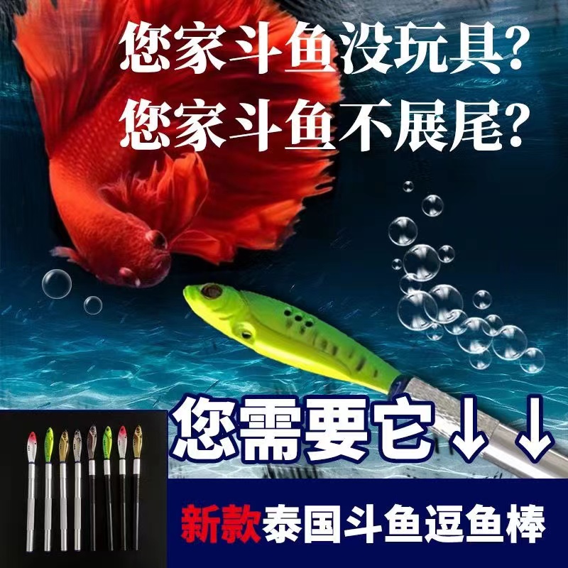 泰国斗鱼婚纱鱼斗鱼棒训练互动笔斗鱼必备将军半月斗鱼神器斗鱼棒
