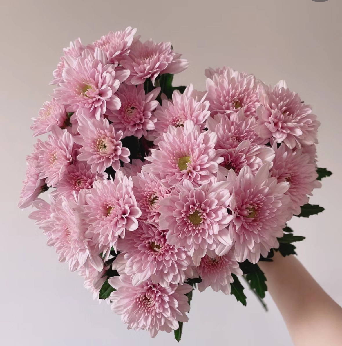 4单小雏菊 云南基地鲜花 花期长 家养 水养