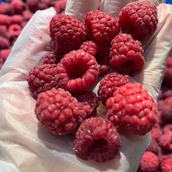 大兴安岭小宋家，东北黑龙江种植冷冻树莓红树莓3斤一份