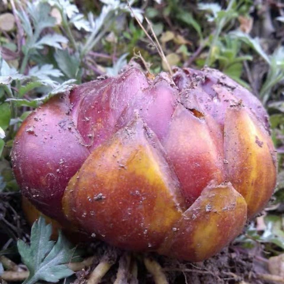 贵州安顺本地绿植