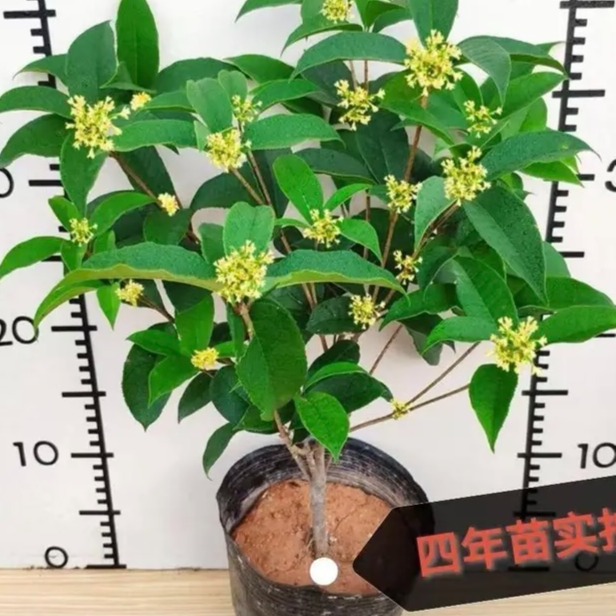 桂花树苗四季桂生长快成活率三角梅银桂天香台阁优质精选带花发货