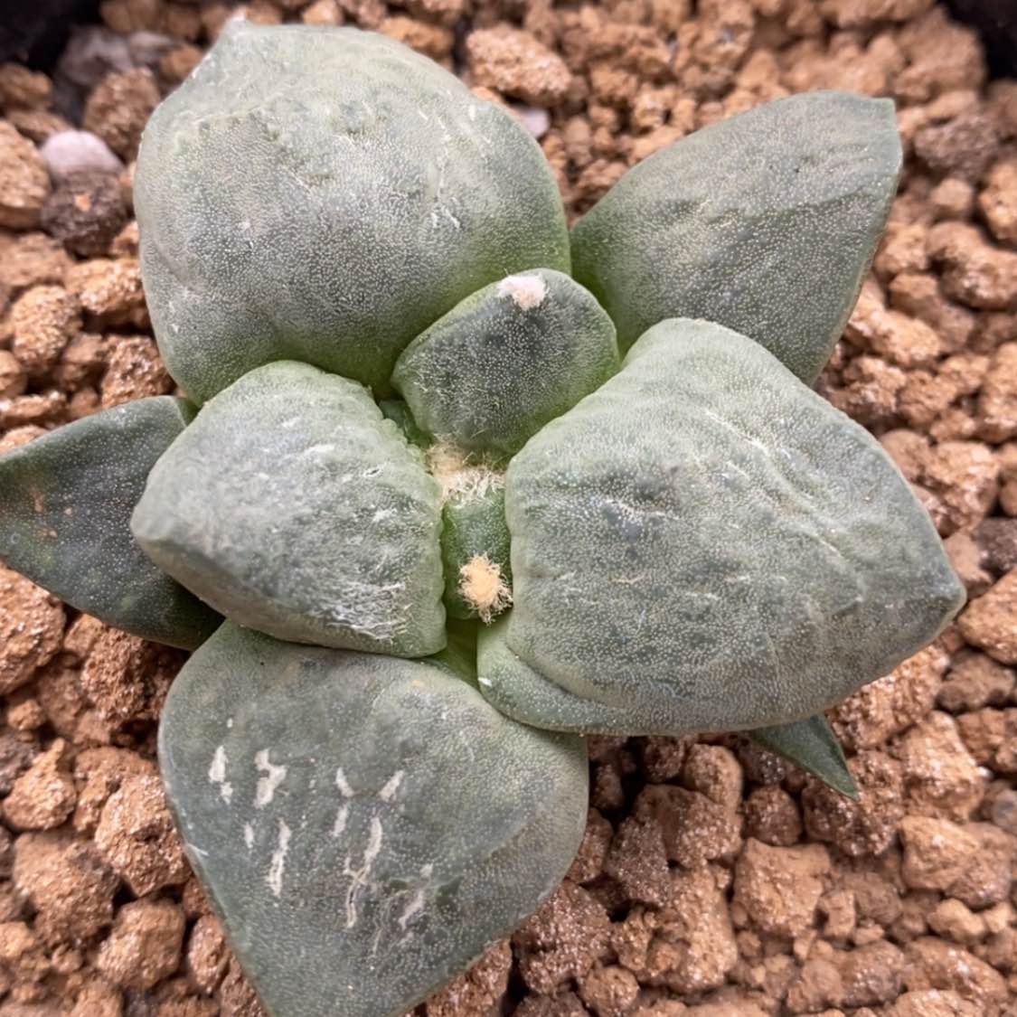 【闪购商品】实生连山，5.9