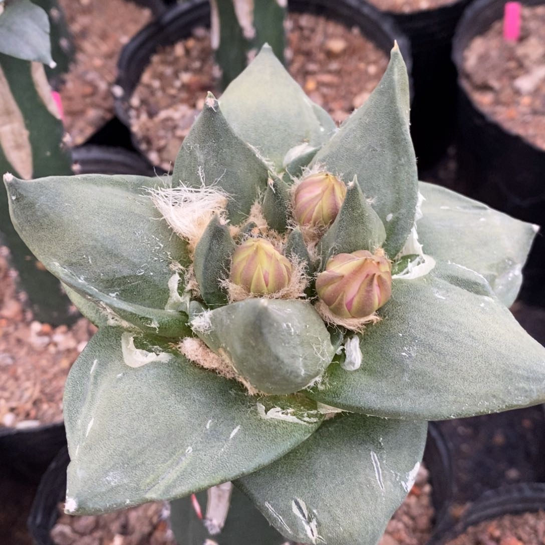 嫁接宽叶龙牙，开花，