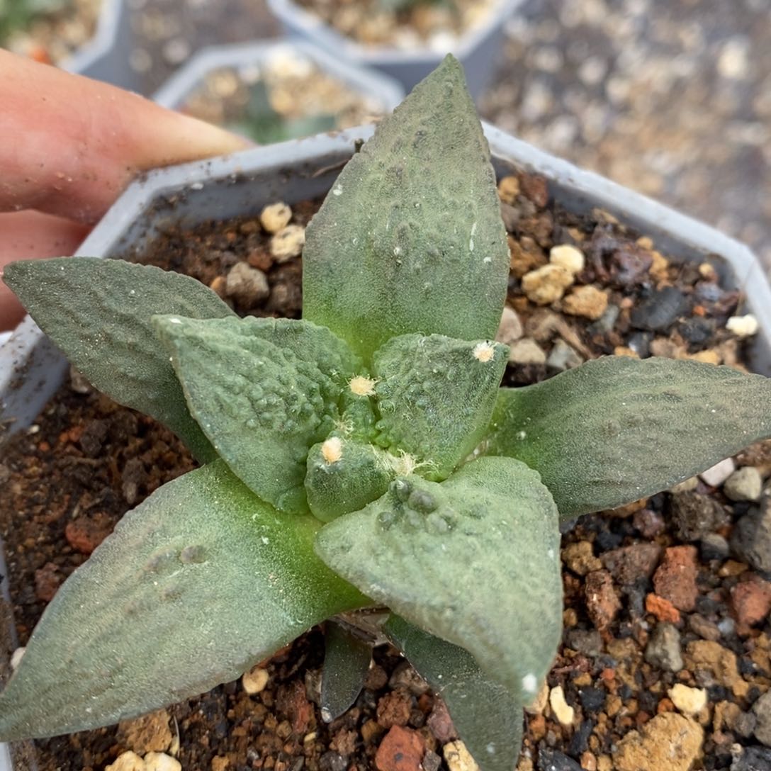 .***芽实生福利福利福利