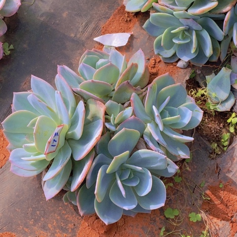 173血风一物一拍多肉