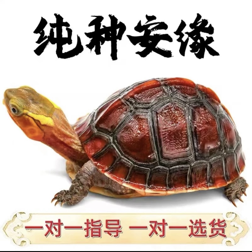 《黄缘闭壳龟》观赏龟直播间链接