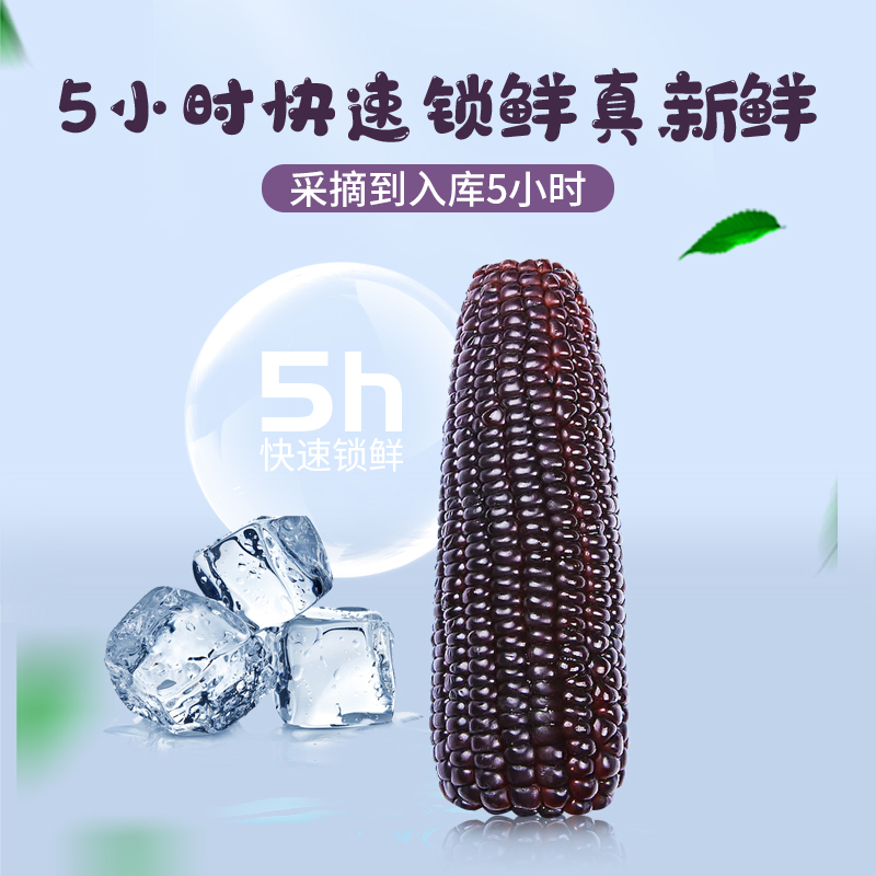  黑糯玉米180g6大棒粘甜香糯新鲜真空包装低脂代餐白糯黄糯
