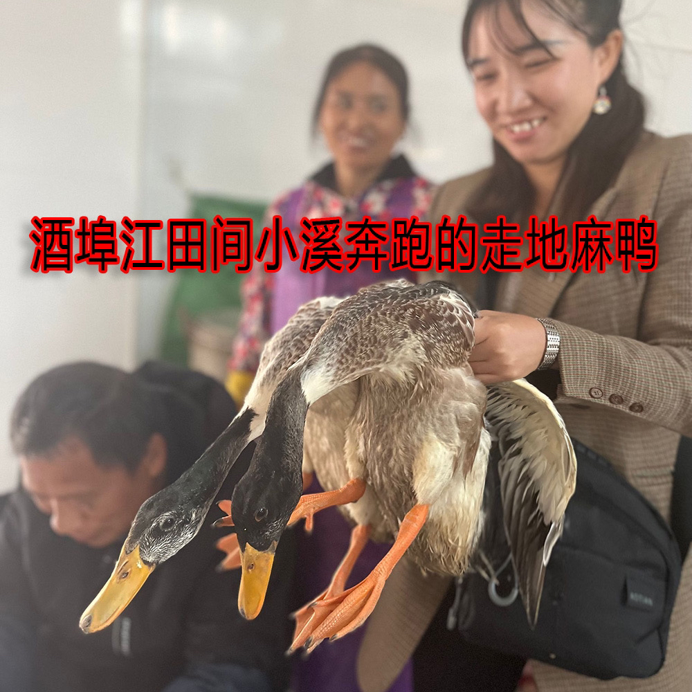 顺丰包邮湖南攸县本地麻鸭鸭肉血鸭600克