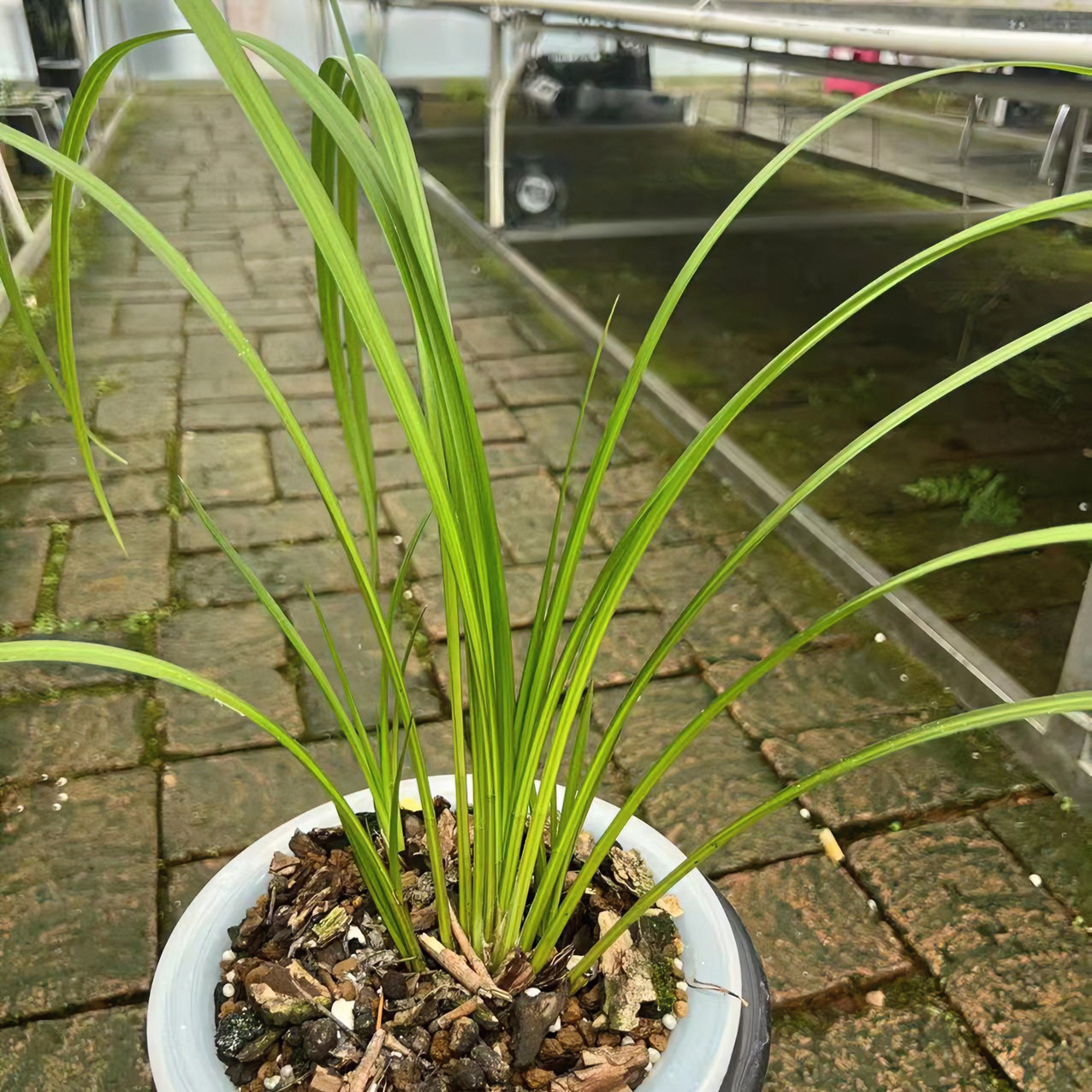 罗平王平小哥（火烧兰）