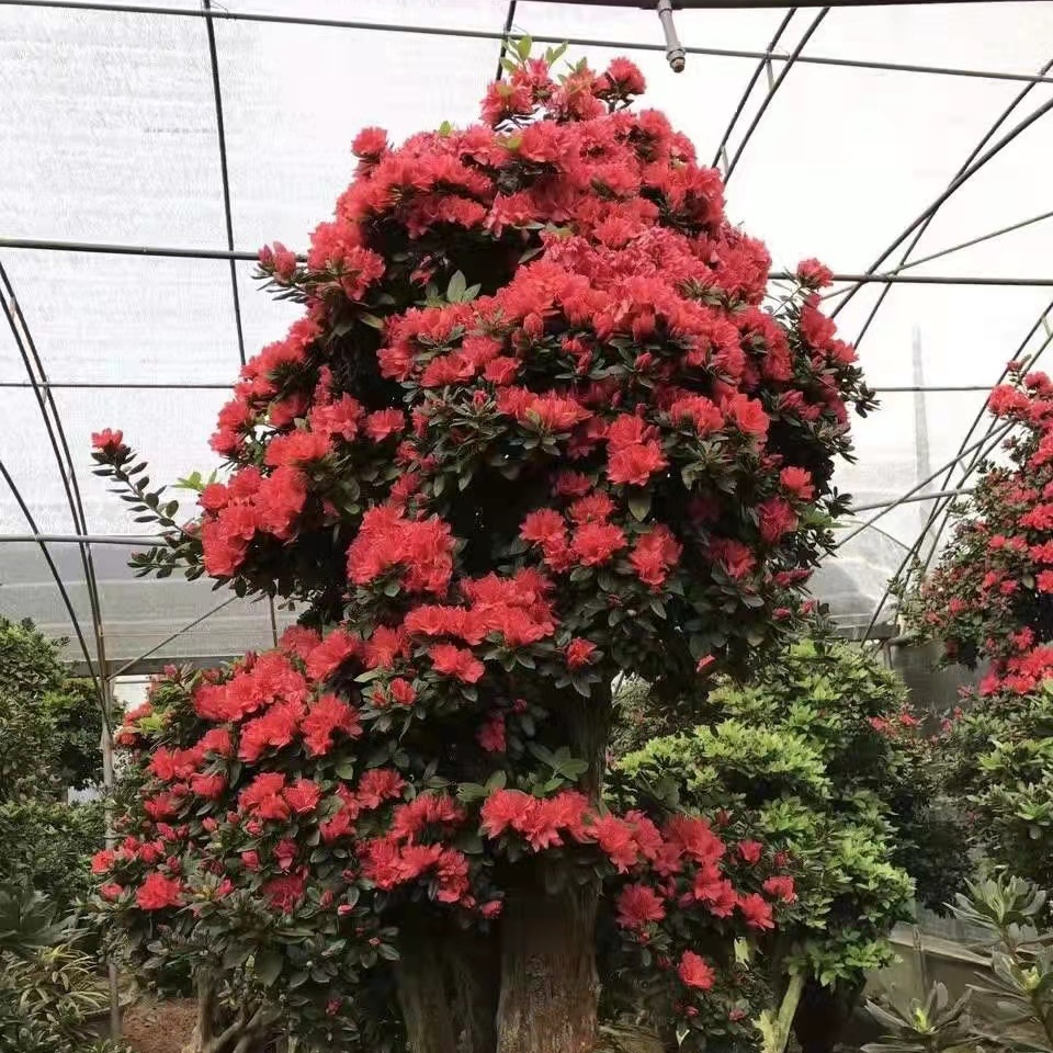 杜鹃花耐热耐寒树桩杜鹃花庭院别墅花园地栽老桩杜鹃花直播间