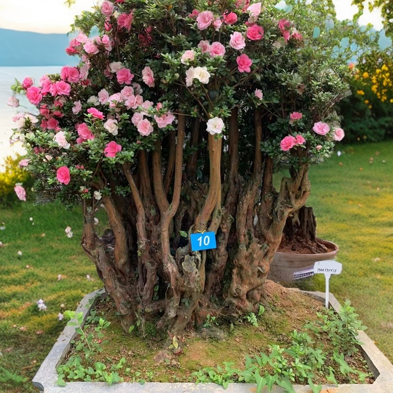 皋月杜鹃耐寒耐热庭院地栽盆栽老桩杜鹃花直播间一物一拍四季常青