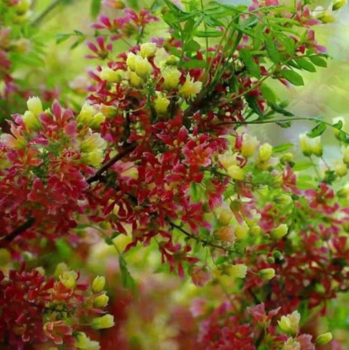 七彩状元红文冠花状元树一物一拍