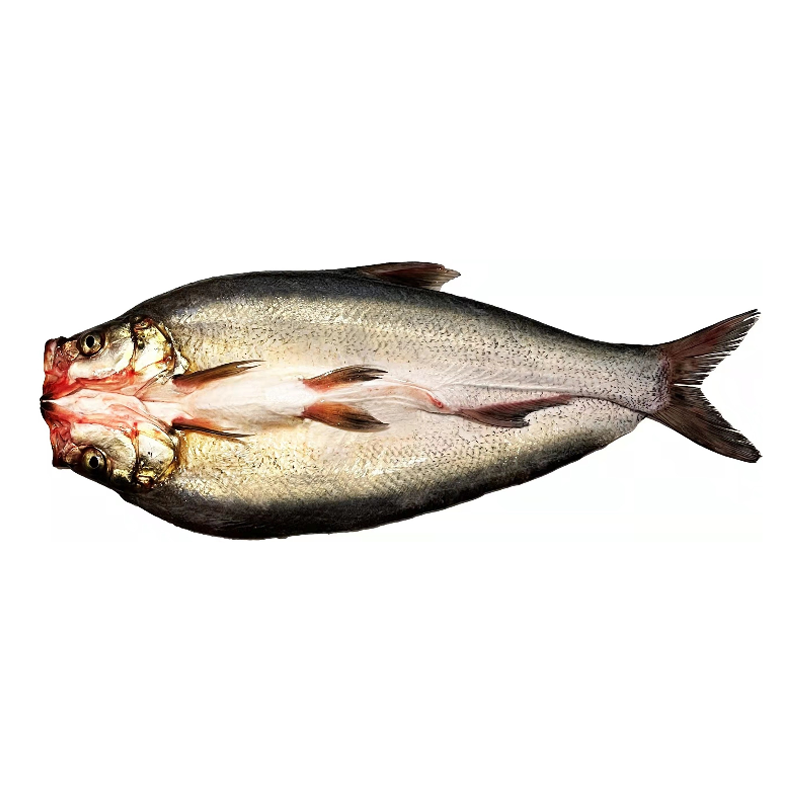 丹江口翘嘴白鱼好吃美味加工3斤-6斤/条顺丰冷链包邮翘嘴鱼