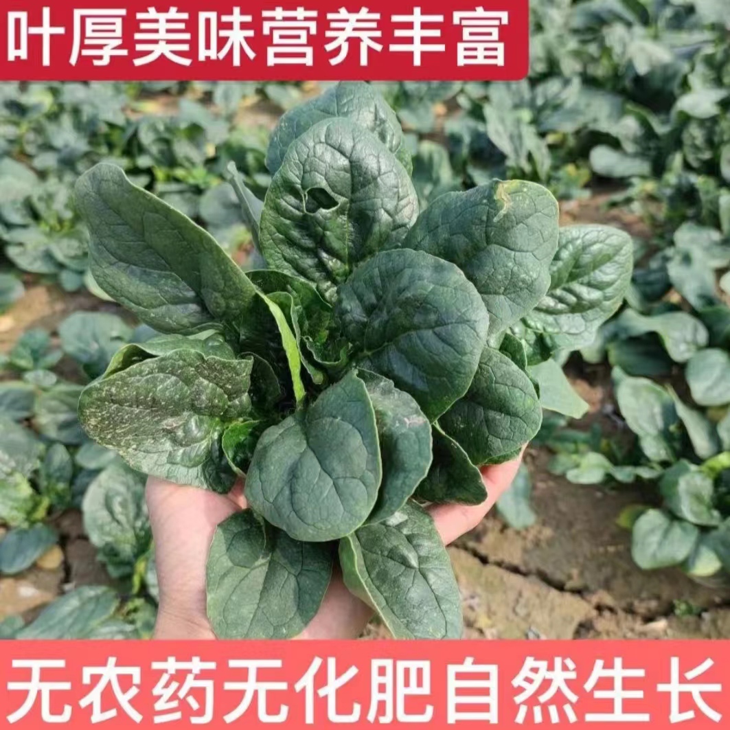 红根霜打菠菜河南露天种植