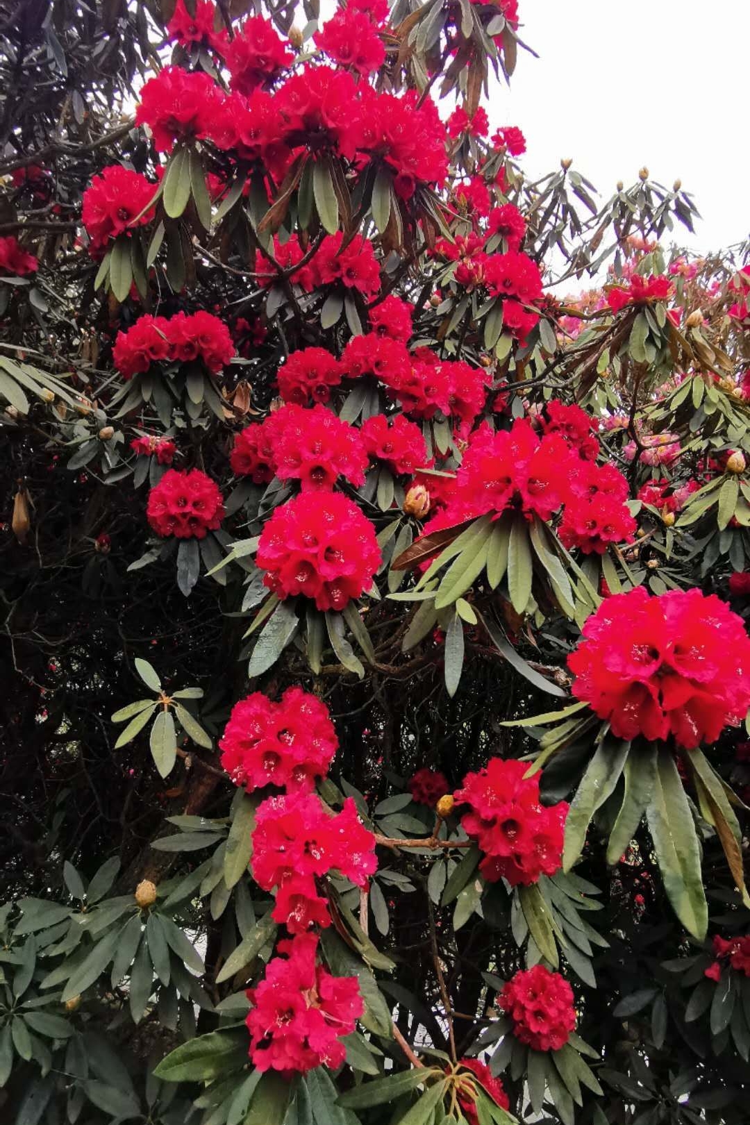 云南高山杜鹃大红马缨花