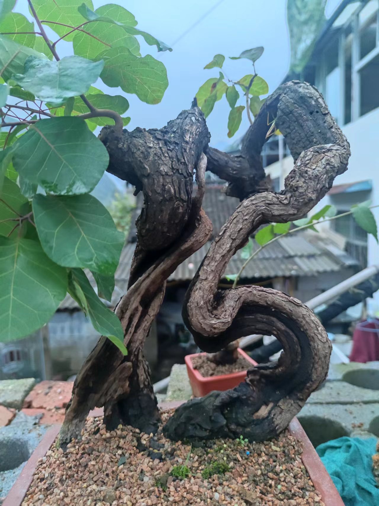 杂木盆景素材，生桩，熟桩