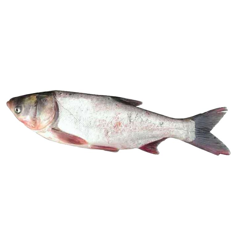 鲜活长寿湖富硒有机(白鲢) 【下单现杀】1条3-4斤（鱼头需整个请备注）