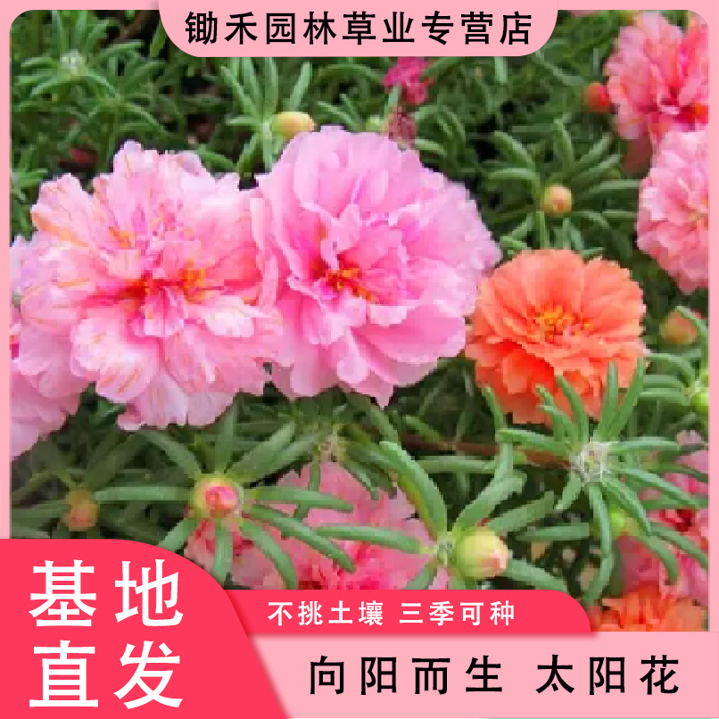 太阳花种子重瓣混色四季种室外阳台盆栽庭院种籽品种