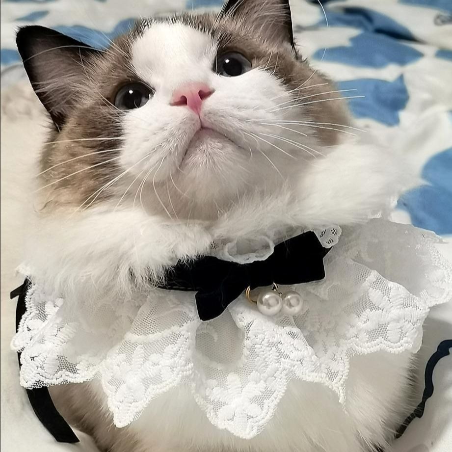 猫咪项圈猫围脖可爱布偶泰迪比熊宠物狗蝴蝶结饰品小香风款系带款