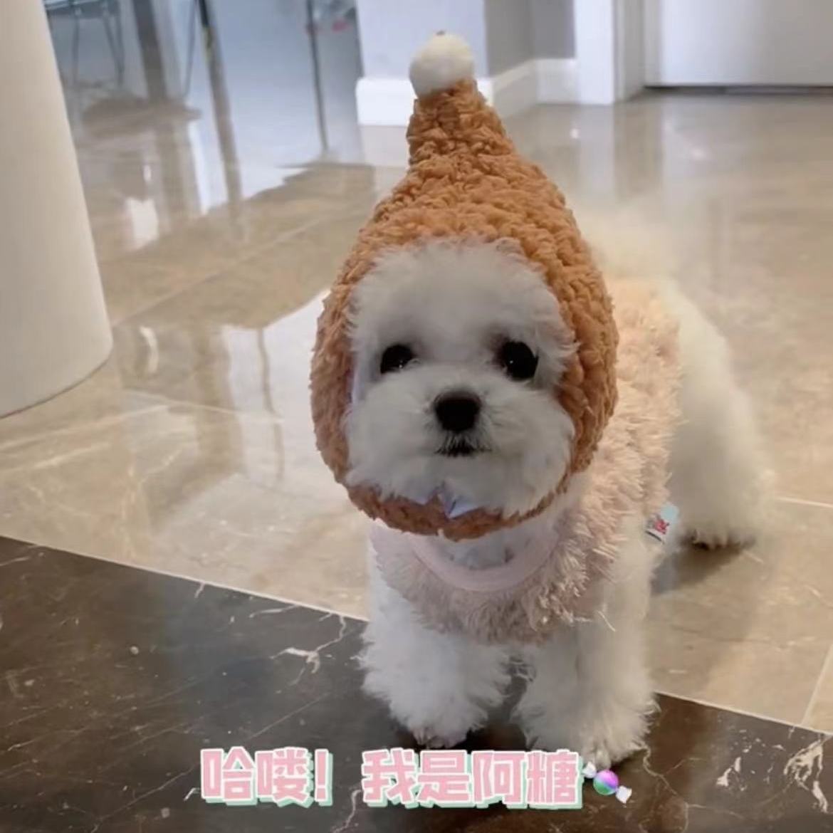 宠物巫师帽狗狗帽子小型犬冬保暖冬季泰迪帽网红比熊猫咪网红头套
