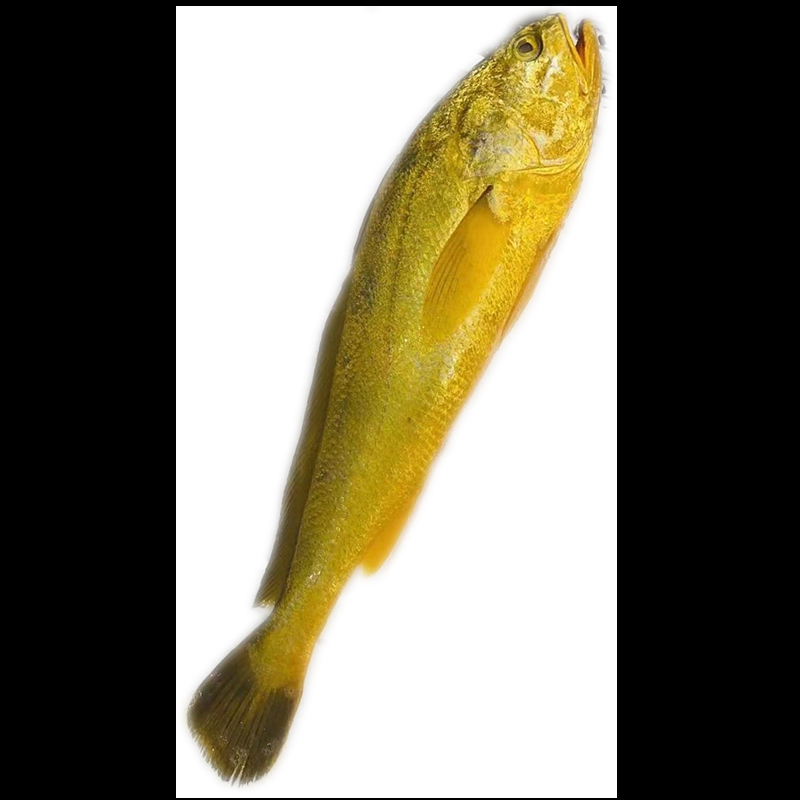 【小桂子优选】东海大陈岛铜网箱深水大黄鱼 黄花鱼300g-650g