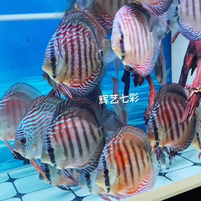七彩神仙鱼德松红卡蓝钻鸽子热带观赏鱼野血系列野彩系列小苗亚成