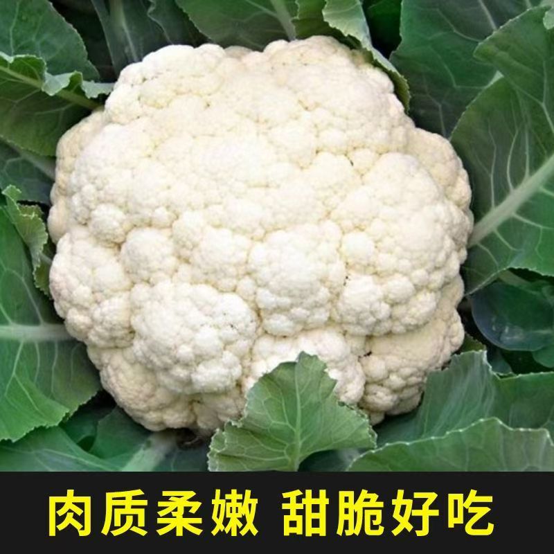 花菜苗有机花菜秧苗西兰花苗牛心绿甘蓝苗椰花苗芹菜苗耐寒叶菜苗