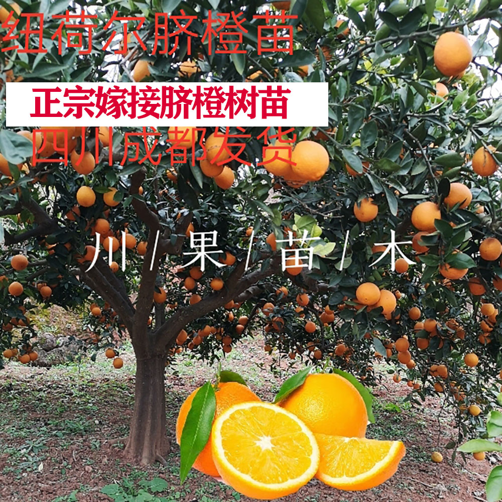 纽荷尔脐橙苗脐橙苗嫁接圆脐橙树苗橙子树苗四川果苗合作社直销