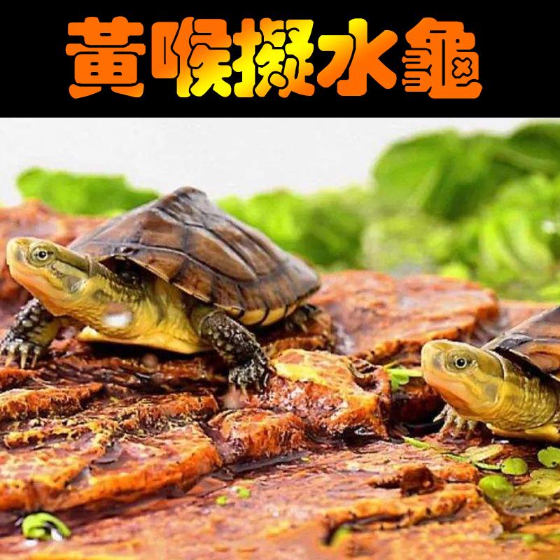 活体萌宠养殖小青苗