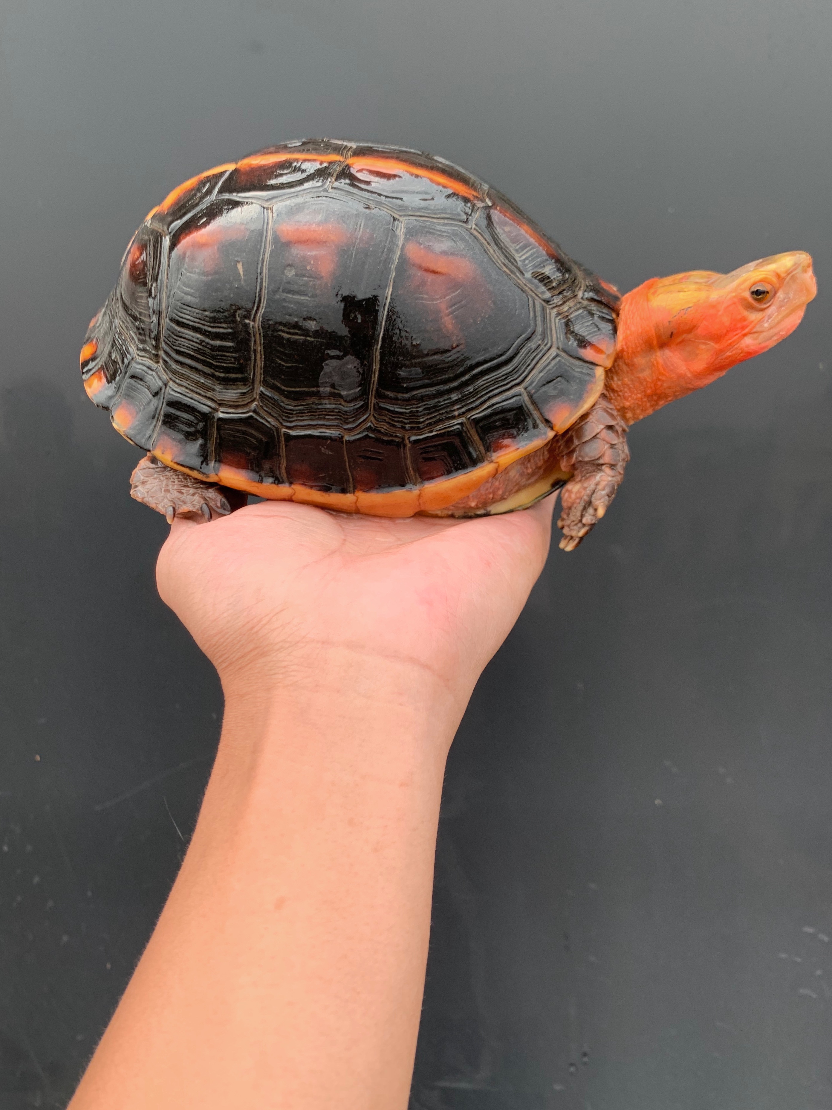 安缘台缘大陆缘观赏龟活体人工合法养殖（活动链接）