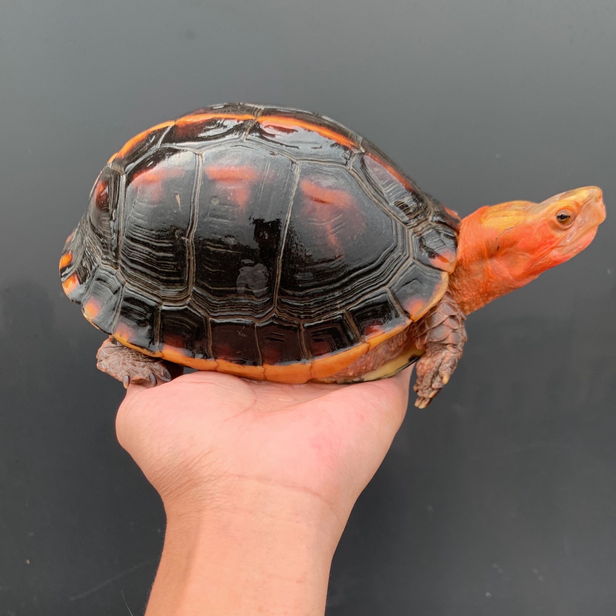 黄缘龟活体小乌龟安缘大陆缘龟台缘龟苗