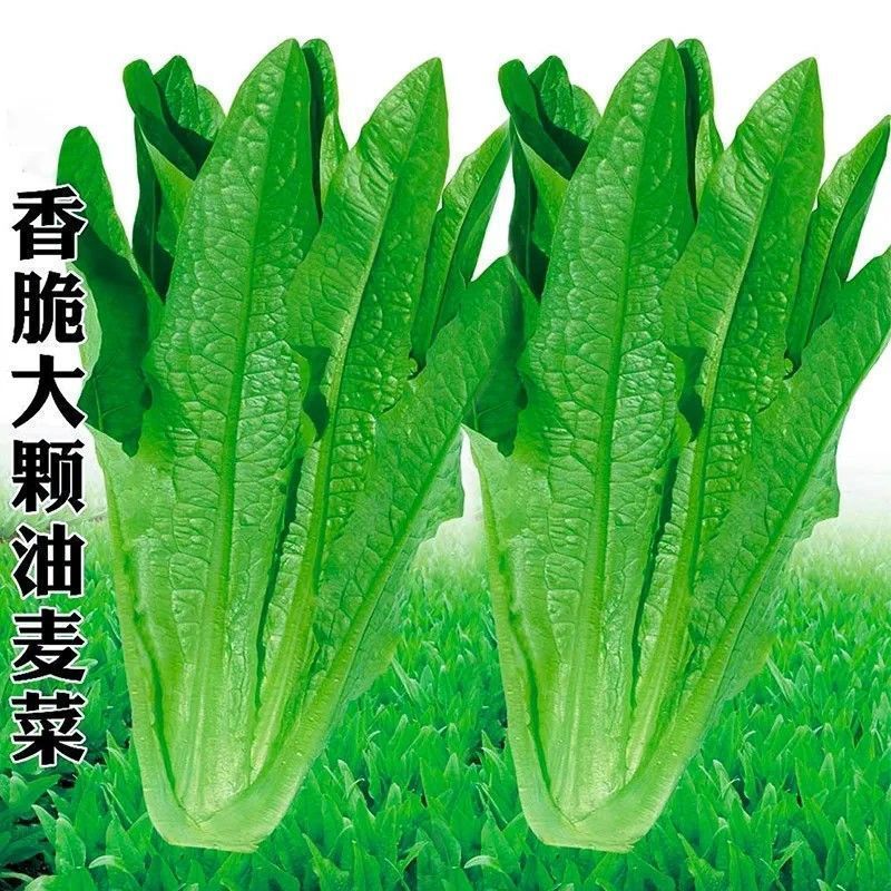 四季油麦菜种子脆甜青菜种籽阳台盆栽地栽蔬菜种子