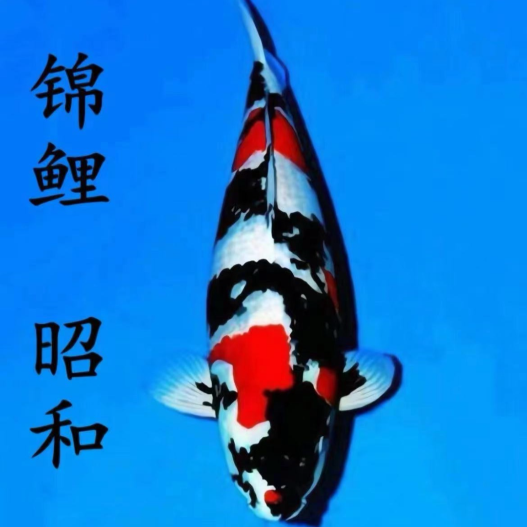 红白三色孔雀大正锦鲤龙系昭和非写冷水鱼好养耐活