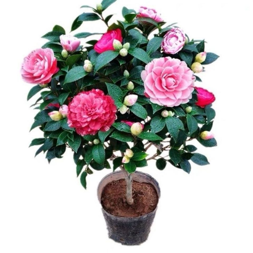 五色赤丹茶花盆栽带花苞多色品种花卉树苗室内外阳台花园好养植物