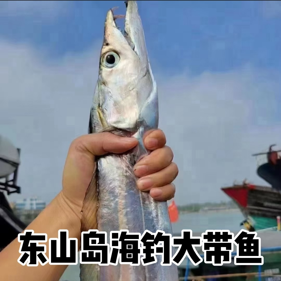 福建东山岛3斤海钓大带鱼1-2条
