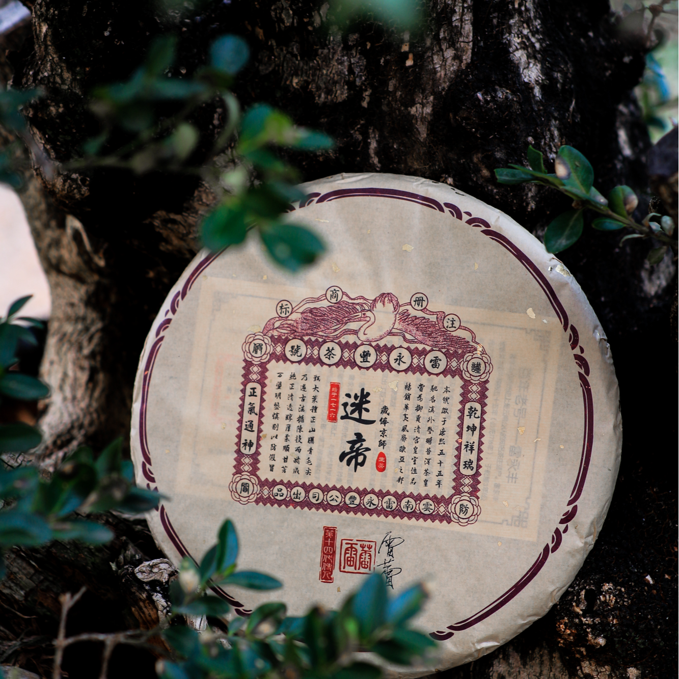 【栗子好茶】2021年迷帝（生茶357g）