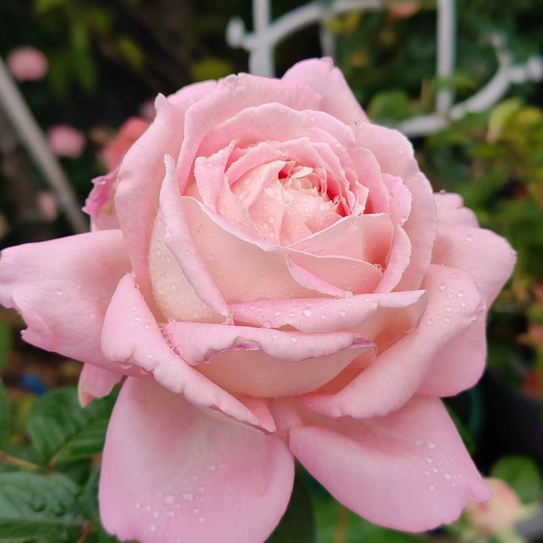 天赐恩宠一加仑根接大花浓香原盆原土 苗弱 介意勿拍