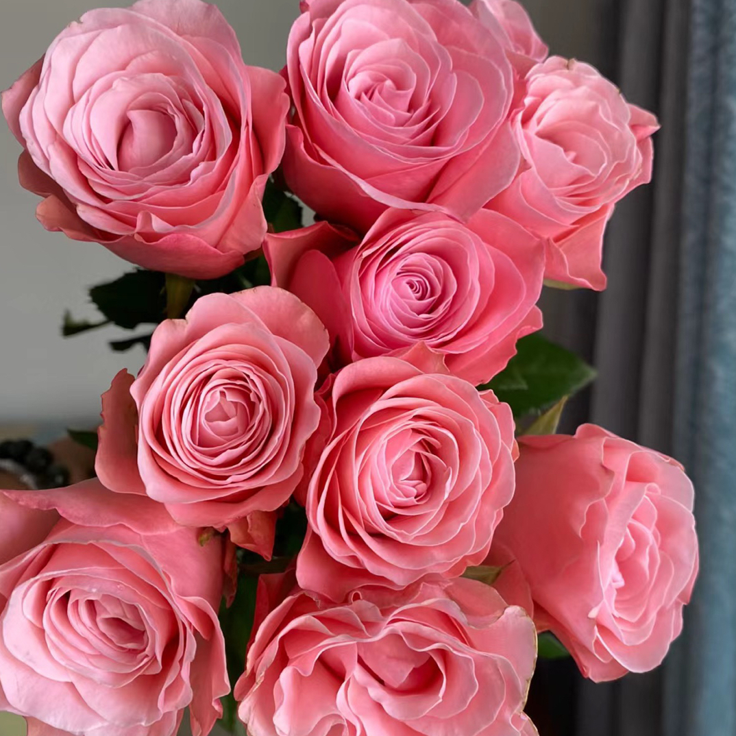 和弦月季 一加仑根接多季开花原盆原土 超出纸箱高度修剪