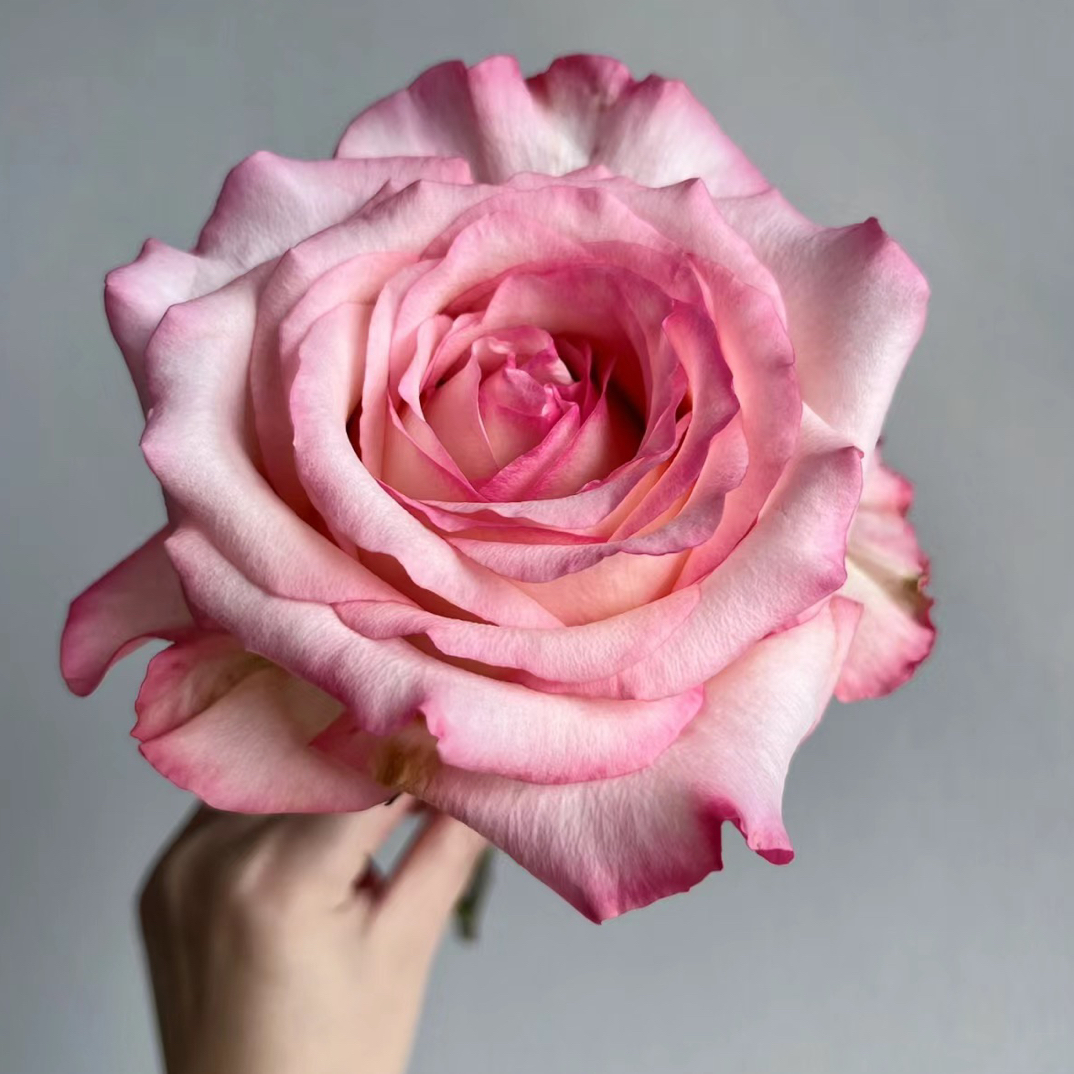 乔伊斯月季一加仑根接 大花纽扣心多季节 修剪发货 