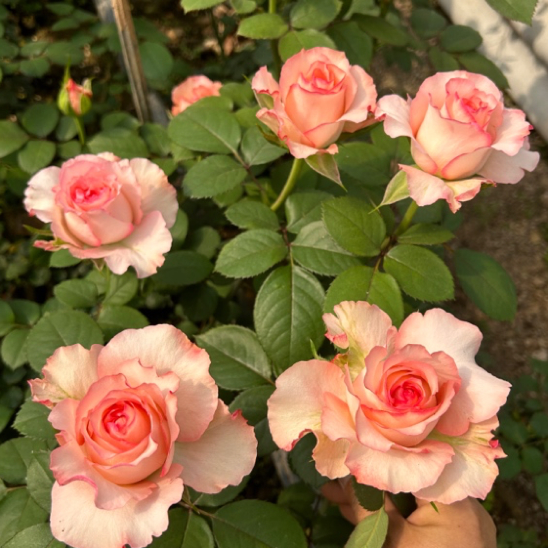 蝴蝶谷香水艾莎一加仑根接大花浓香 超出纸箱高度修剪 