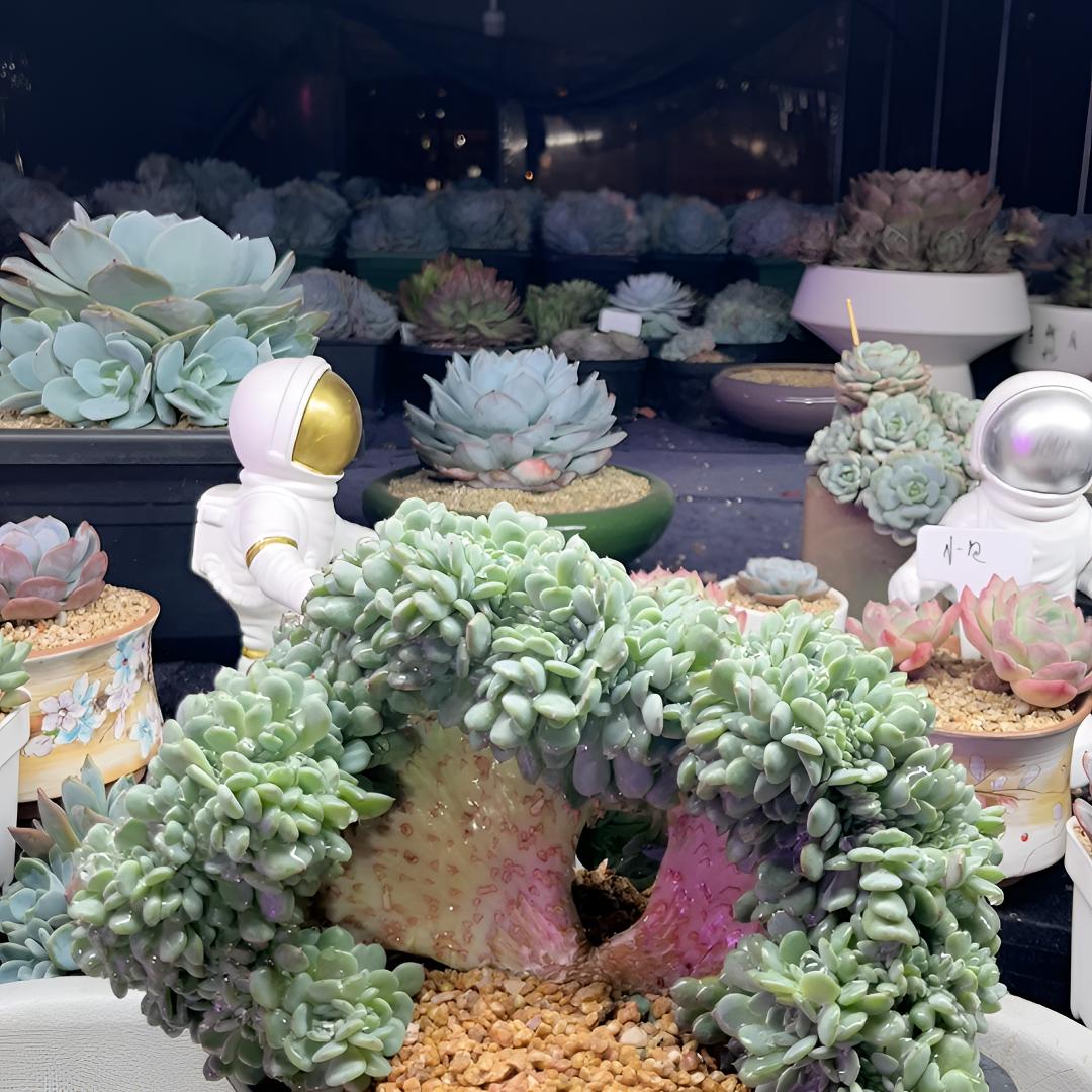 多肉寄养年费详情老桩多肉植物花盆阳台奶茶绿植惊鸿多肉盆栽