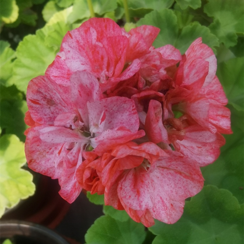 金色纪恋日 包对版 13厘米盆